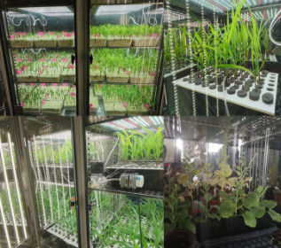 Van de de Groeikamer van de digitale Vertonings de Kunstmatige Installatie Incubator van het de Doosklimaat voor Zaadgerminatie